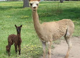 Spring 2015 1st babies
