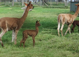 Spring 2015 1st babies