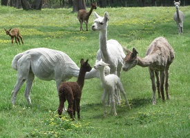 Spring 2015 1st babies