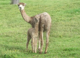 Spring 2015 1st babies
