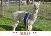 Pacofino Vanilla Ice - Lot 14 in the Auction