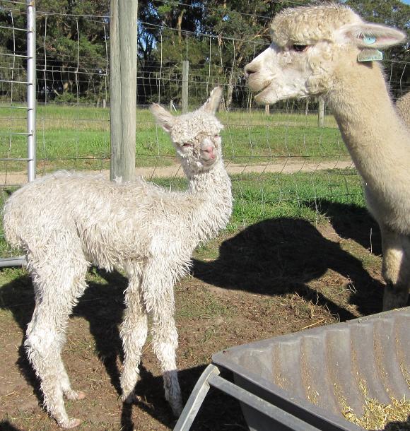 Pacofino Chico Cria