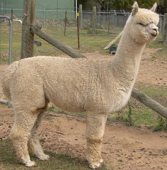 Sir Lancelot