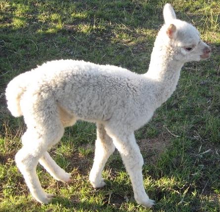 (Marius Progeny)