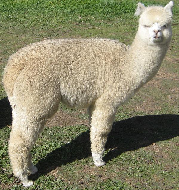 (Marius Progeny)