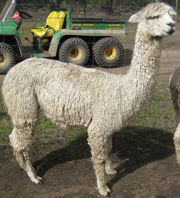 Pacofino Tacoma at 3 years on 2nd Fleece