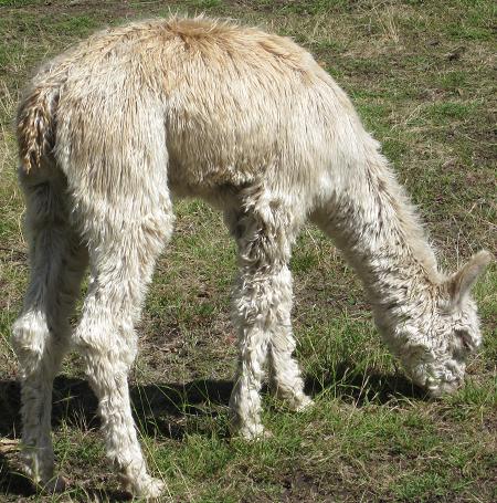 Pacofino Tacoma Cria Zafirah