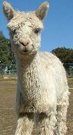 Alpaca Welcome