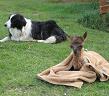 Guarding Abandoned Newborn