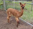 Brunella at 4 months