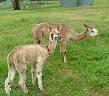 Cria with Mum