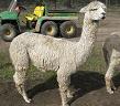 Tacoma at 3 years on 2nd Fleece