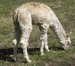 Tacoma's First Cria - Zafirah