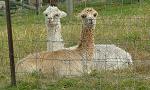 Don't bother us, we're resting!!